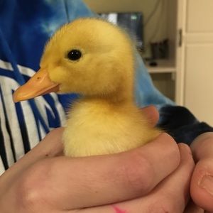 Meet your Posher, Margaret